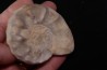 Ceratites(Austroceratites) toulonensis (Riedel, 1916) Muschelkalk carrière de Lagoulbran, Toulon, Var, France