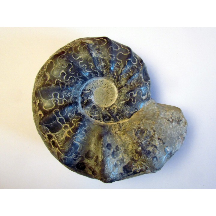 CERATITES NODUSUS (1) - TOP!!