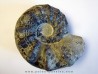 CERATITES NODUSUS (1) - TOP!!