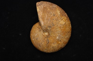 Phylloceras Semiplicatum (L.F. Spath)   Callovien  Région Atsimo-Andrefana, Madagascar