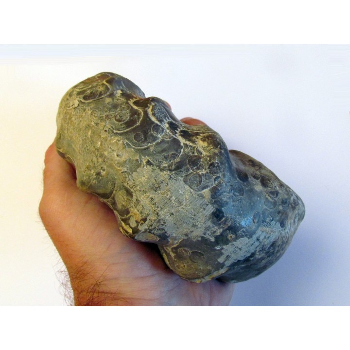 CERATITES NODUSUS (1) - TOP!!
