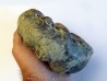 CERATITES NODUSUS (1) - TOP!!