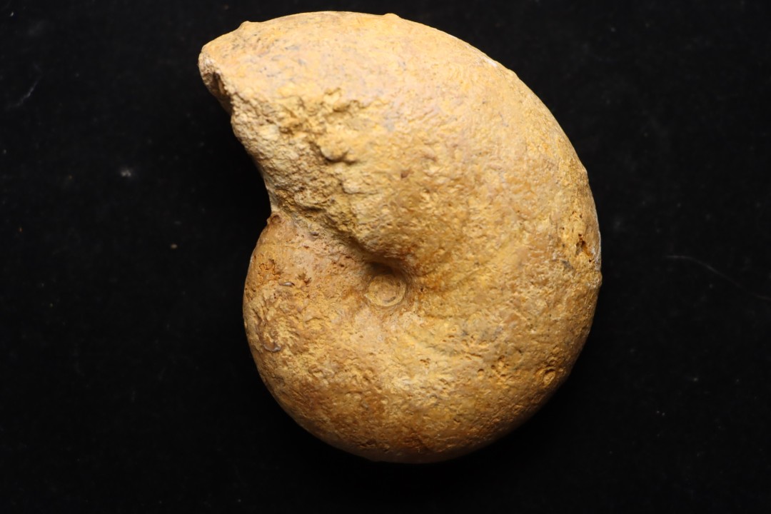 PTYCHOPHYLLOCERAS.  SAINT-OURSI Collignon Callovien Région Atsimo-Andrefana, Madagascar