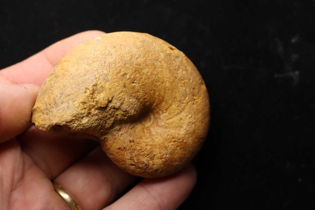 PTYCHOPHYLLOCERAS.  SAINT-OURSI Collignon Callovien Région Atsimo-Andrefana, Madagascar
