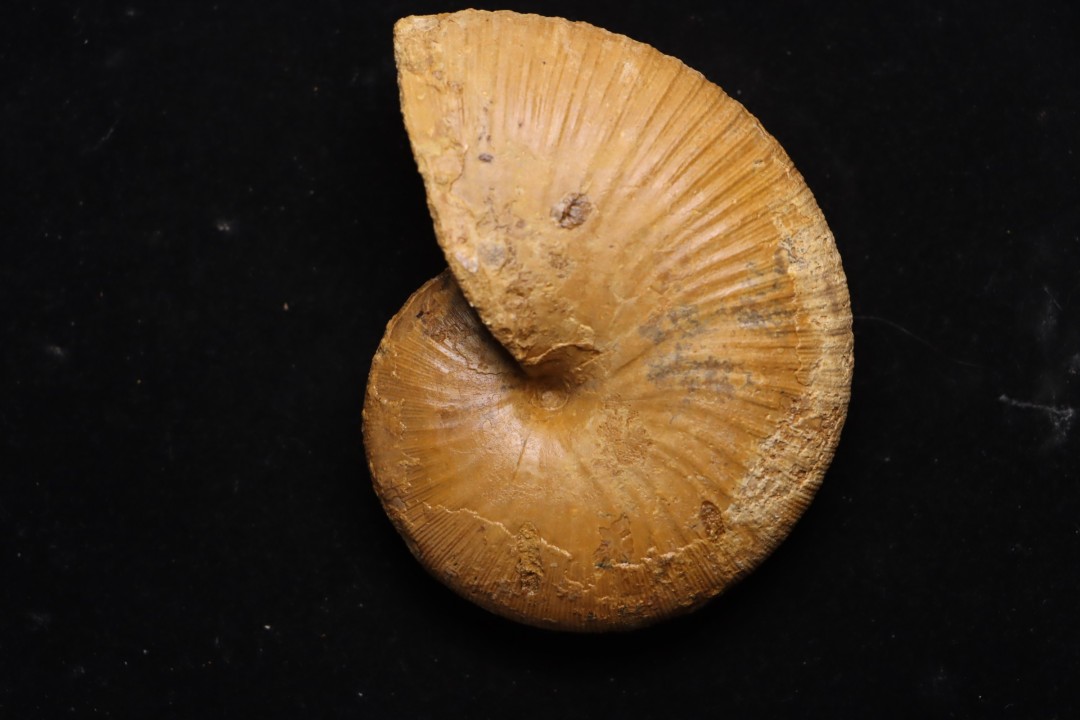 Phylloceras Semiplicatum (L.F. Spath)   Callovien  Région Atsimo-Andrefana, Madagascar
