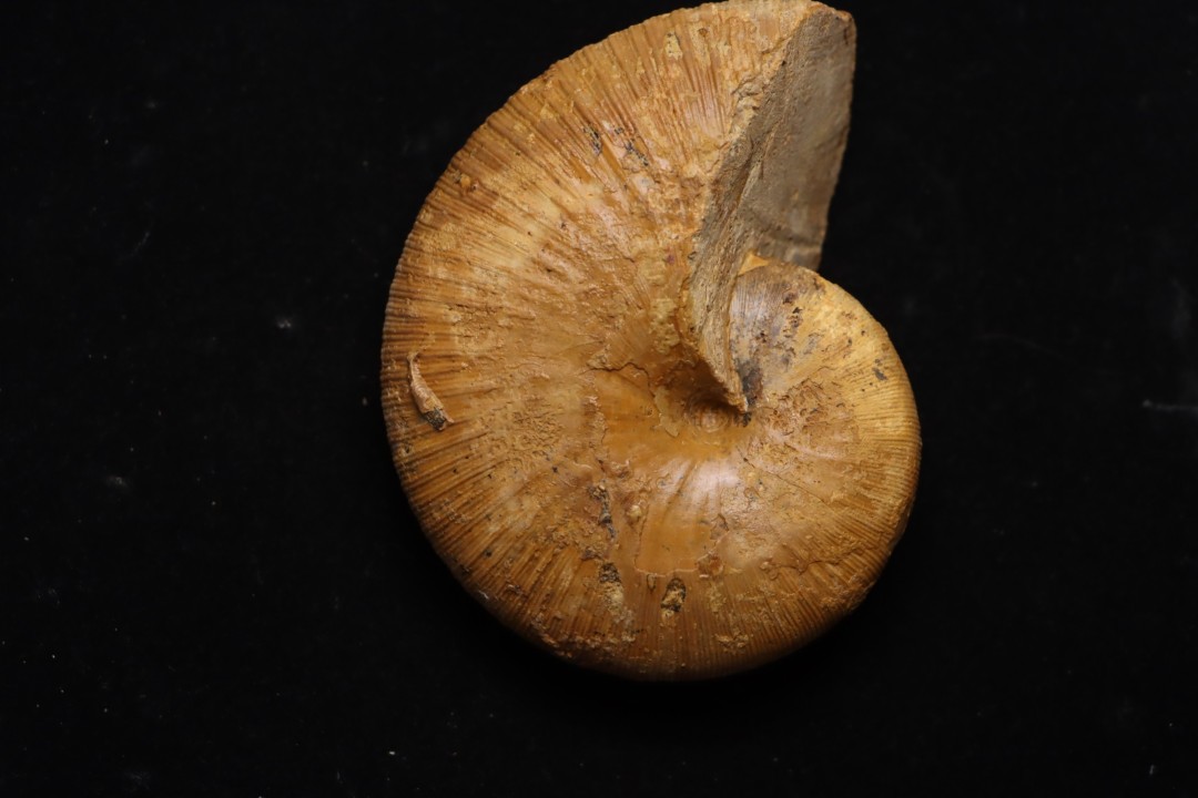 Phylloceras Semiplicatum (L.F. Spath)   Callovien  Région Atsimo-Andrefana, Madagascar
