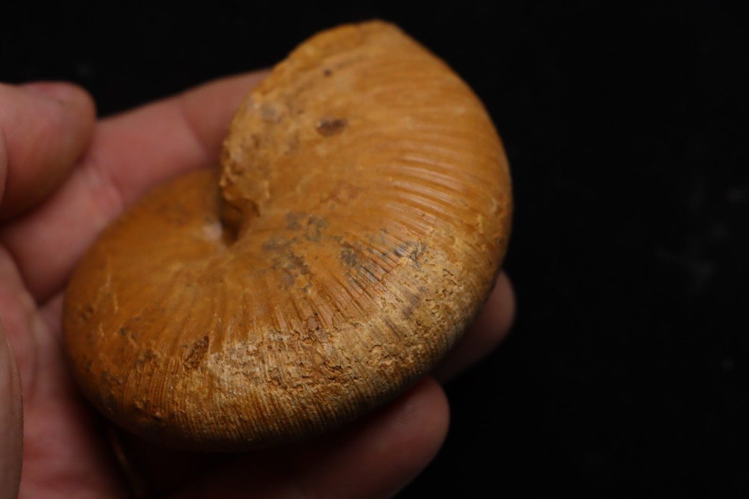Phylloceras Semiplicatum (L.F. Spath)   Callovien  Région Atsimo-Andrefana, Madagascar