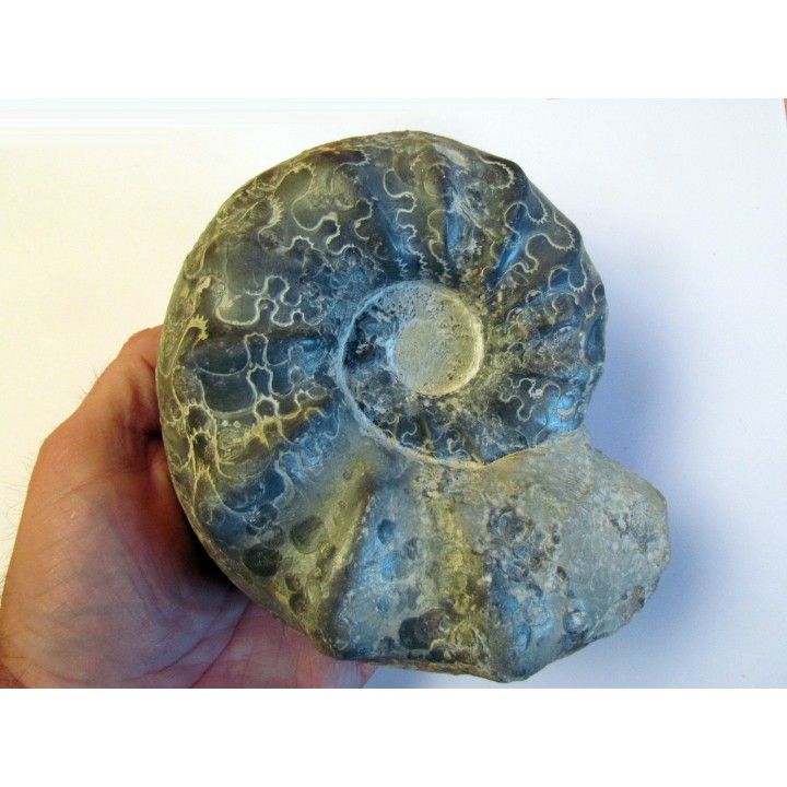 CERATITES NODUSUS (1) - TOP!!