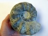CERATITES NODUSUS (1) - TOP!!
