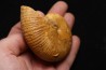 Phylloceras Semiplicatum (L.F. Spath)   Callovien  Région Atsimo-Andrefana, Madagascar