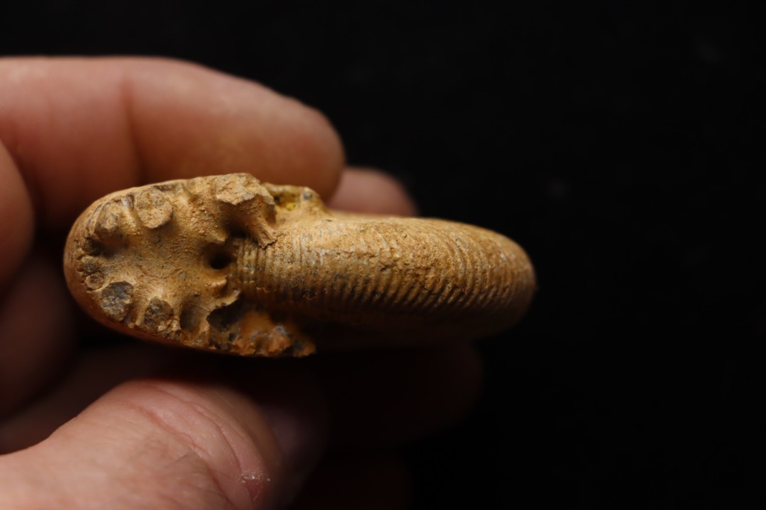 DOLIKEPHALITES FLEXUOSUS (L.F. Spath)   Callovien  Région Atsimo-Andrefana, Madagascar