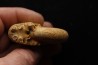 DOLIKEPHALITES FLEXUOSUS (L.F. Spath)   Callovien  Région Atsimo-Andrefana, Madagascar