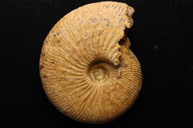 DOLIKEPHALITES FLEXUOSUS (L.F. Spath)   Callovien  Région Atsimo-Andrefana, Madagascar