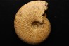 DOLIKEPHALITES FLEXUOSUS (L.F. Spath)   Callovien  Région Atsimo-Andrefana, Madagascar