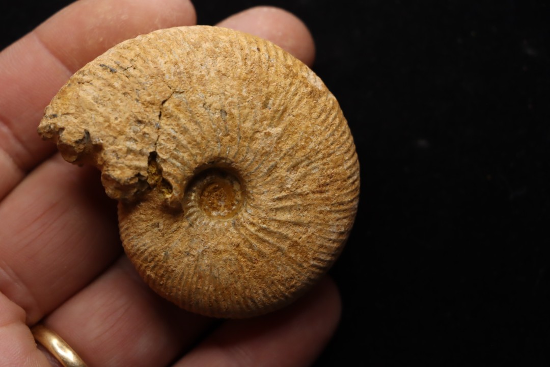 DOLIKEPHALITES FLEXUOSUS (L.F. Spath)   Callovien  Région Atsimo-Andrefana, Madagascar