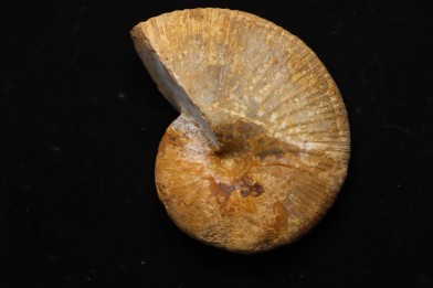 Phylloceras Semiplicatum (L.F. Spath)   Callovien  Région Atsimo-Andrefana, Madagascar