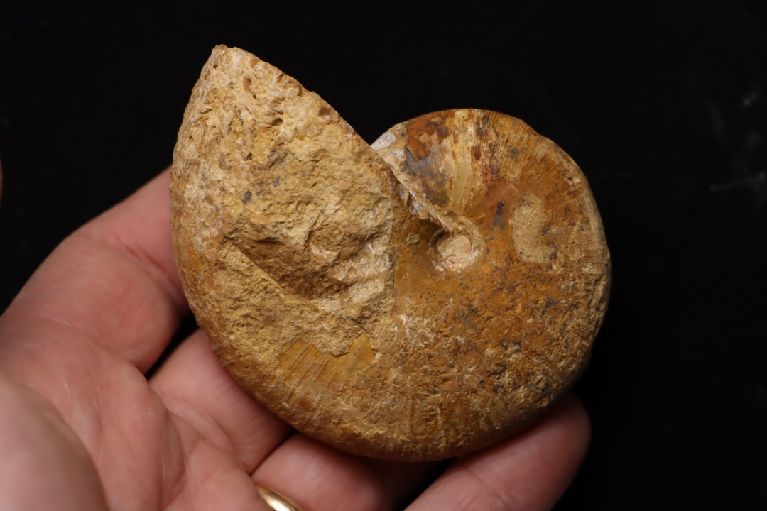 Phylloceras Semiplicatum (L.F. Spath)   Callovien  Région Atsimo-Andrefana, Madagascar