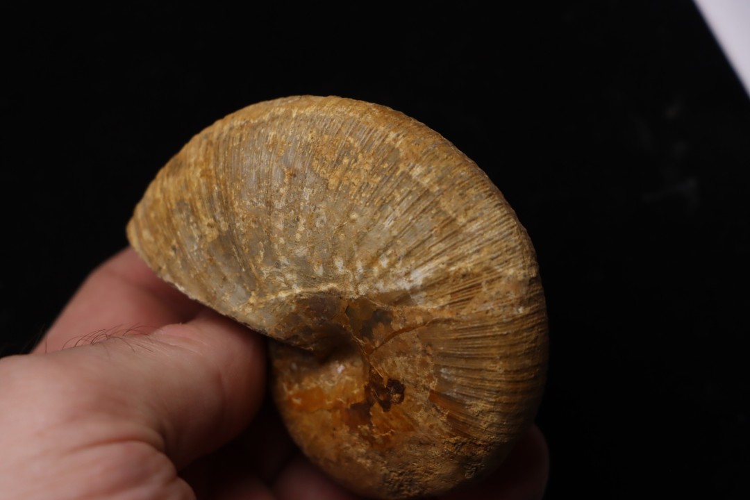Phylloceras Semiplicatum (L.F. Spath)   Callovien  Région Atsimo-Andrefana, Madagascar
