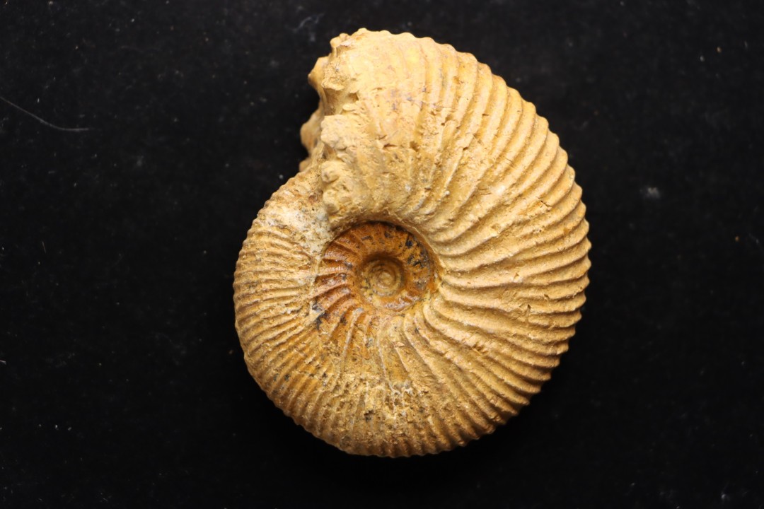 DOLIKEPHALITES aff. TYPICUS  Blake  Callovien  Région Atsimo-Andrefana, Madagascar