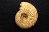 DOLIKEPHALITES aff. TYPICUS Blake Callovien Région Atsimo-Andrefana, Madagascar