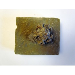 platycrinites hemisphericus