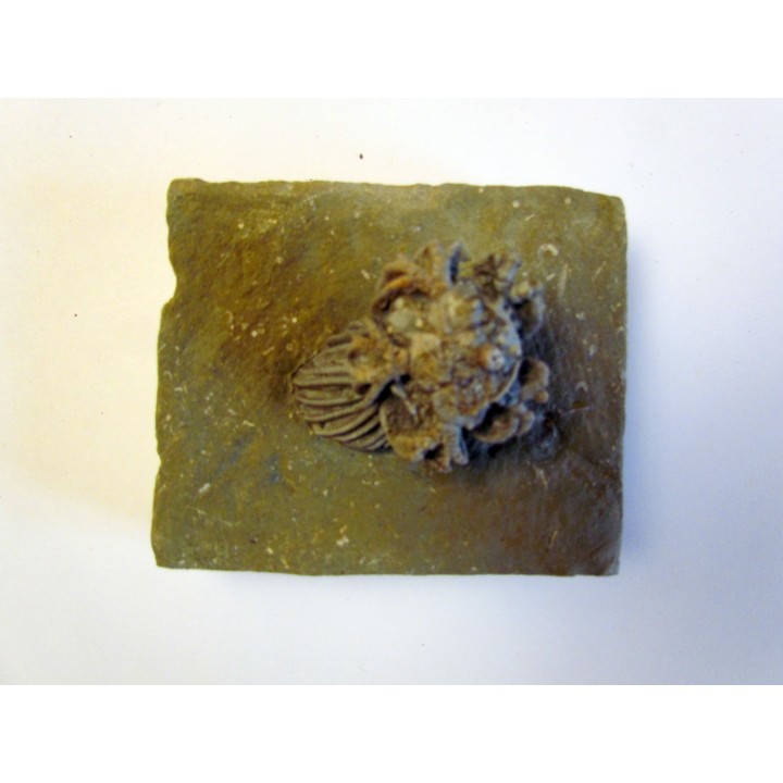platycrinites hemisphericus