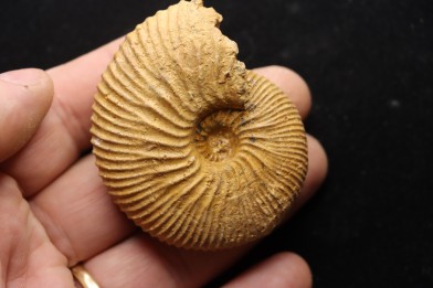 DOLIKEPHALITES aff. TYPICUS  Blake  Callovien  Région Atsimo-Andrefana, Madagascar