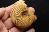 DOLIKEPHALITES aff. TYPICUS Blake Callovien Région Atsimo-Andrefana, Madagascar