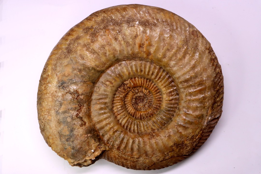 Leptosphinctes leptus - bajocien - Bayeux -14 - FRANCE