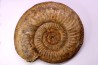Leptosphinctes leptus - bajocien - Bayeux -14 - FRANCE