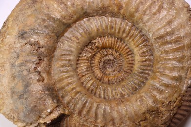 Leptosphinctes leptus - bajocian - Bayeux -14 - FRANCE