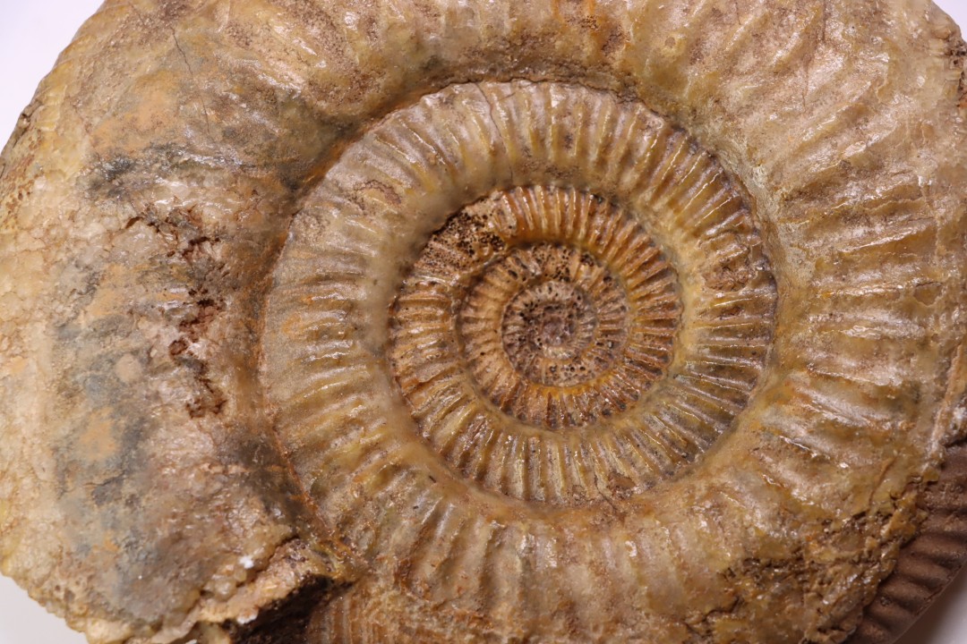 Leptosphinctes leptus - bajocian - Bayeux -14 - FRANCE