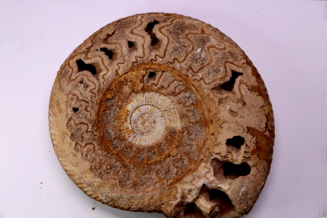 Leptosphinctes leptus - bajocian - Bayeux -14 - FRANCE