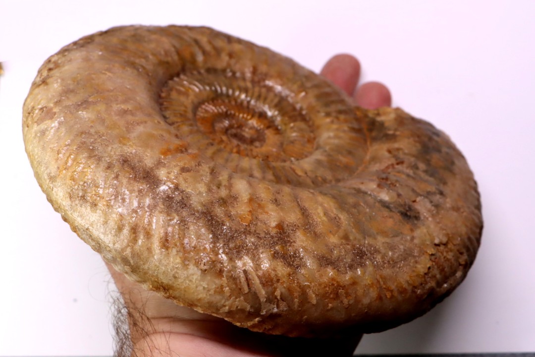 Leptosphinctes leptus - bajocian - Bayeux -14 - FRANCE