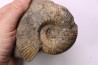 Hammatoceras Speciosum - Toarcien - Roanne - FRANCE