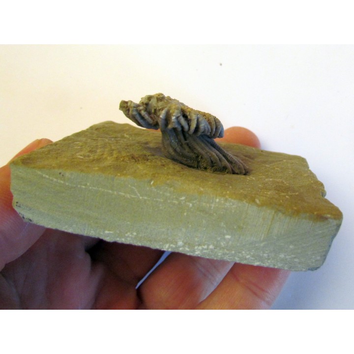 platycrinites hemisphericus