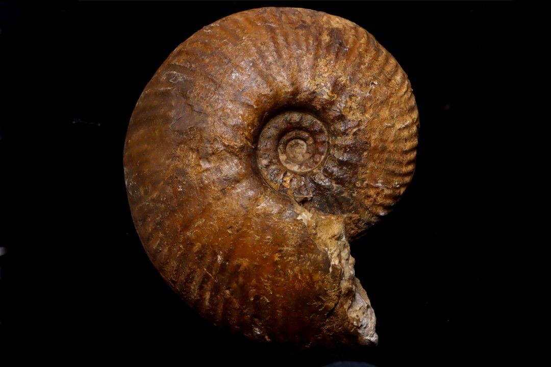 Hammatoceras Pachu (Buckman, 1921)  Toarcien  région de Charlieu, Brionnais - FRANCE