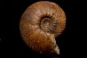 Hammatoceras Pachu (Buckman, 1921) Toarcien région de Charlieu, Brionnais - FRANCE