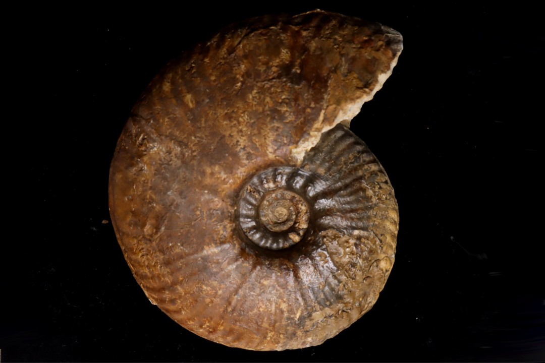 Hammatoceras Pachu (Buckman, 1921)  Toarcien  région de Charlieu, Brionnais - FRANCE
