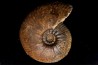 Hammatoceras Pachu (Buckman, 1921) Toarcien région de Charlieu, Brionnais - FRANCE