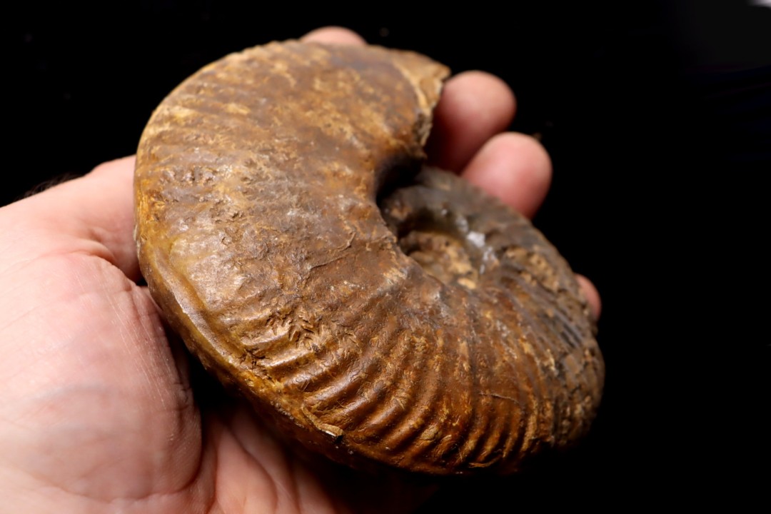 Hammatoceras Pachu (Buckman, 1921)  Toarcien  région de Charlieu, Brionnais - FRANCE