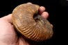 Hammatoceras Pachu (Buckman, 1921) Toarcien région de Charlieu, Brionnais - FRANCE