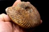 Hammatoceras Pachu (Buckman, 1921) Toarcien région de Charlieu, Brionnais - FRANCE