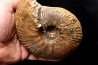Hammatoceras Pachu (Buckman, 1921) Toarcien région de Charlieu, Brionnais - FRANCE