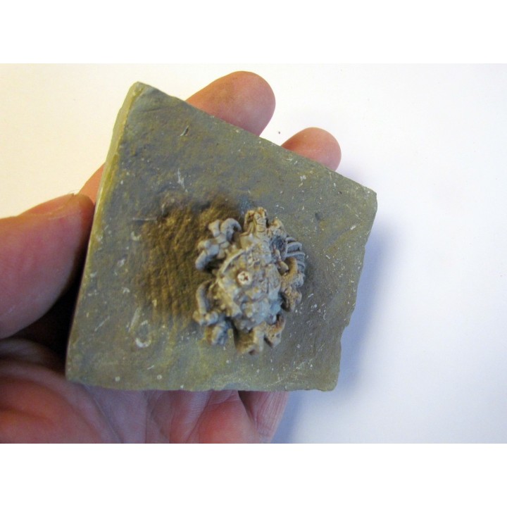 platycrinites hemisphericus