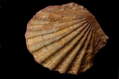 CTENOSTREON RUGOSUM (Smith) aalenien Belmont - FRANCE