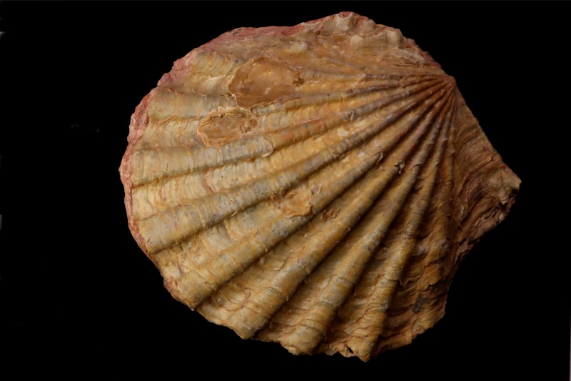 CTENOSTREON RUGOSUM (Smith) aalenien Belmont - FRANCE