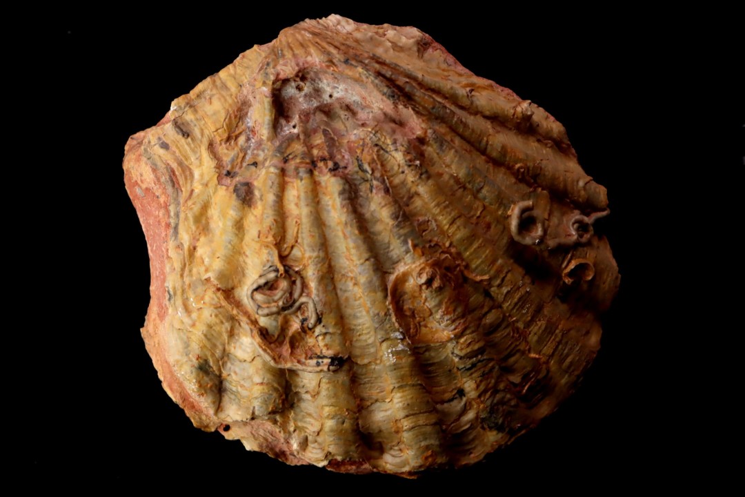 CTENOSTREON RUGOSUM (Smith) aalenien Belmont - FRANCE