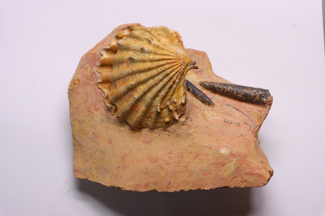 CTENOSTREON RUGOSUM (Smith)  et belemnites Acrocoelites   aalenien  Belmont - FRANCE