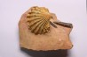 CTENOSTREON RUGOSUM (Smith) et belemnites Acrocoelites aalenien Belmont - FRANCE